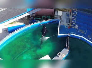 Lolita Orca's companion dolphin sent from Miami Seaquarium to Seaworld. Know why PETA has slammed it