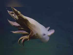 Dumbo Octopus: Ocean Exploration captures footage 8,000 feet under Pacific Ocean. Here is everything you should know