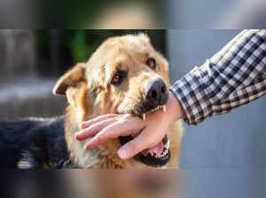 Dog Bite Anti Rabies Injection