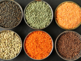 Indian government continues to purchase Canada lentils for buffer stock
