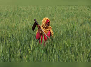 Laali, 40, a farmer, works in a wheat field near Jaipur
