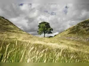 Sycamore Gap tree at Hadrian's Wall in Northumberland cut down, probe launched. What we know so far