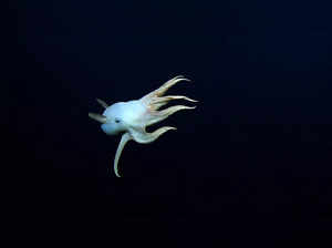 A "ghostly" Dumbo octopus is pictured in this handout photo