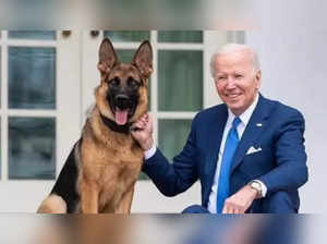 US President Biden's dog Commander