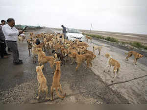 A man feeds dogs at Jakhau Port in Kutch district, India. Cyclone Biparjoy is pr...