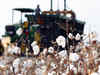 Cotton prices to gain momentum after Diwali