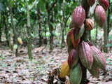 How West Africa can reap more profit from the global chocolate market