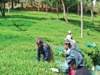 Small tea growers seek cooperation and support from organized sectors and government