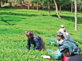 Small tea growers seek cooperation and support from organized sectors and government