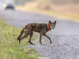 Endangered red wolf can make it in the wild, but not without 'significant' help, study says