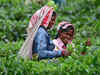 Tea production decreases by around 4 pc to 177.95 mkgs in August