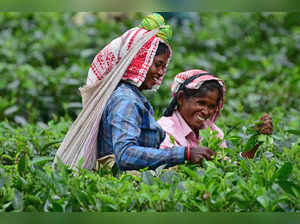 Nagaon, Aug 27 (ANI): Tea plantation labourers pluck tea leaves at the Kondoli t...