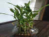 How to grow and care for a lucky bamboo plant at home