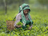 Assam government on Monday announced that the daily wages of tea garden workers is increased by Rs 18