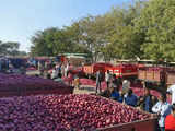 Onion auctions resume at APMCs in Nashik after traders call off strike