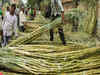 Competition among sugar mills for cane to get fierce as drought shrinks crop in Maharashtra, Karnataka