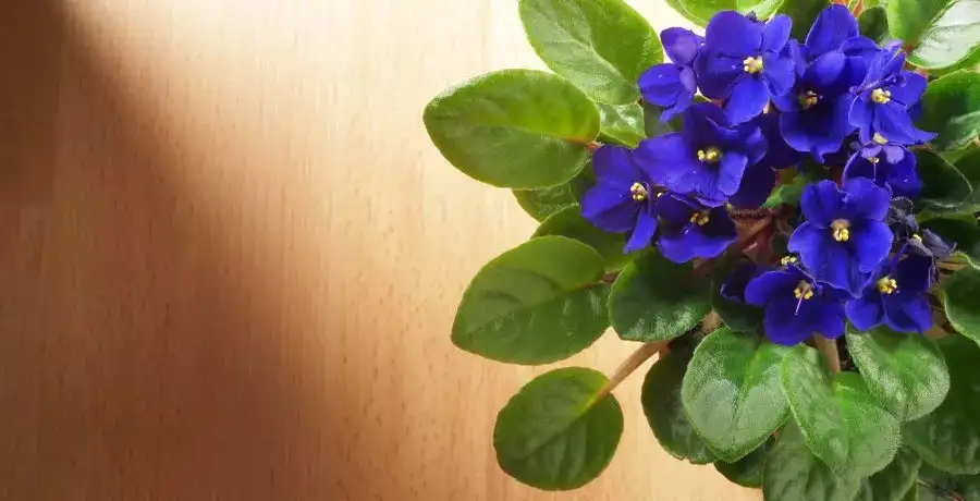 Indoor plants that love coffee grounds - Vimarsana News