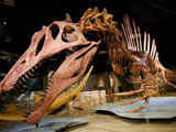 Scientists unearth gigantic 122-million-year-old Dinosaur in Spain