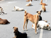 Feeding stray dogs is good, but it should not create chaos, endanger public: HC