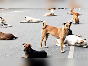 Bengaluru’s stray dog population down 30% in 4 years