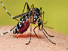 Surge in dengue cases in Uttarakhand crosses 3,000 mark