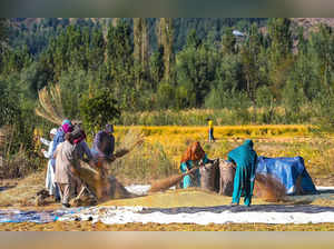**EDS: STANDALONE FEATURE** Sagam: Farmers work in a Mushqbudji rice field at th...