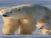 Un-bearable? How global warming may cause mama polar bears to run out of milk