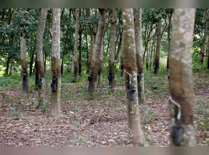 FILE PHOTO: Rubber plantation is seen in Toumodi
