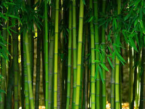 Policy in works to scale up bamboo cultivation