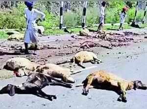 Oil tanker runs over 80 sheep in Udaipur