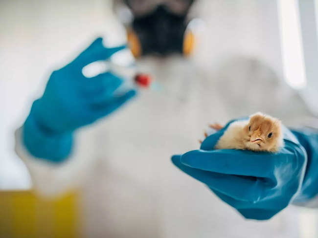 The study highlights the potential of gene editing to create disease-resistant poultry, reducing the risks to humans and wild birds.