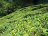 Tea cultivation to combat poppy cultivation in Manipur