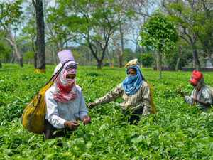 Assam tea garden