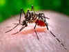 In strife-torn Manipur, there are outbreaks of dengue, with 1338 dengue cases