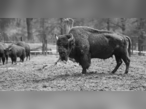 ‘The American Buffalo’ watch guide: All you need to know