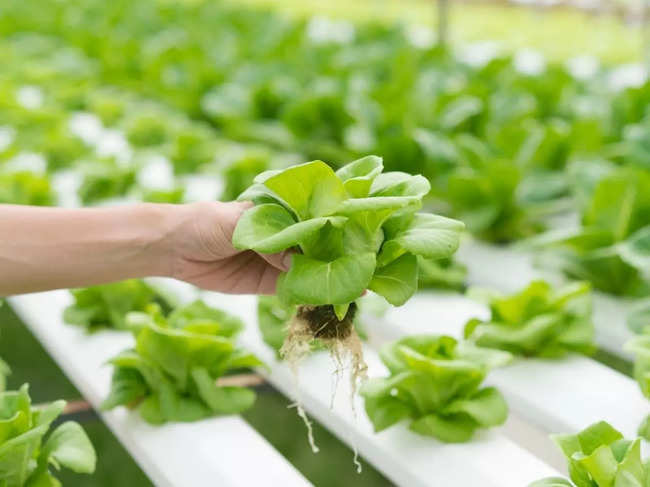 Aquaponics combines aquaculture and agriculture, using fish wastewater to nourish hydroponically grown plants.