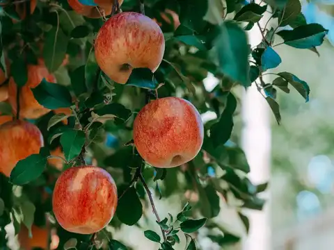 Kinnaur Apple