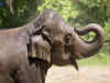 St. Louis Zoo's elephant 'Rani' dies after a dog enters restricted area