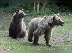 North Macedonia Bears