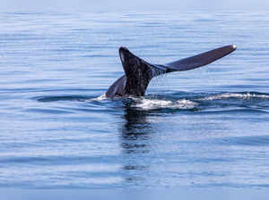 FILE PHOTO: Endangered North Atlantic Right Whale off Cape Cod, Massachusetts