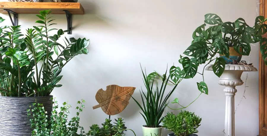 Indoor plants that are resistant to pests | EconomicTimes