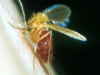 Unveiling a hidden health threat: Sand flies in the US transmitting Leishmaniasis