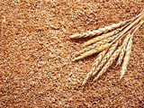 'No proof our wheat exports harming others'