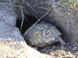 Absconding tortoise caught 5 miles from home three and a half years later
