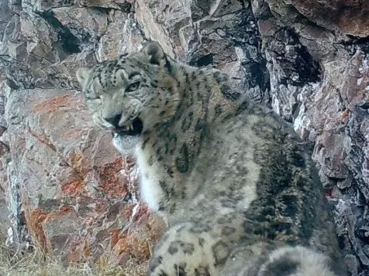 India says its elusive snow leopard population is at 718