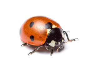 Ladybugs: Why are ladybugs swarming houses this fall and how to get them out?