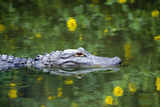 Karnataka farmers bring crocodile to Hubli electricity office to take a stand against power cuts