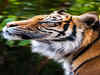 Countries with most number of wild tigers: India's rank is...