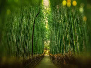 Bamboo could be a future renewable energy source: Study