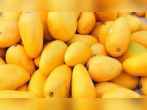 India's mango export value rises 19% in April-August period of current fiscal